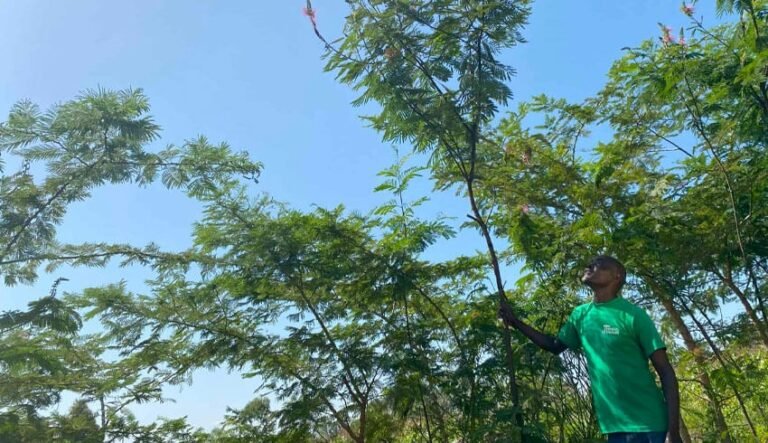 Des arbres pour l’avenir : l’histoire d’un agriculteur