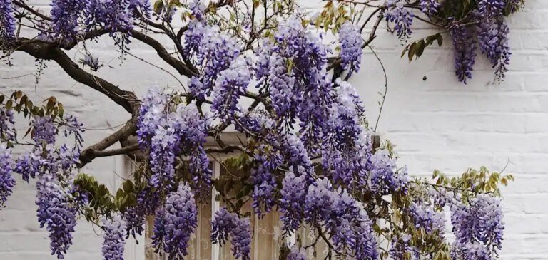 Les fleurs et plantes d’extérieur les plus faciles à entretenir et qui nécessitent peu d’arrosage