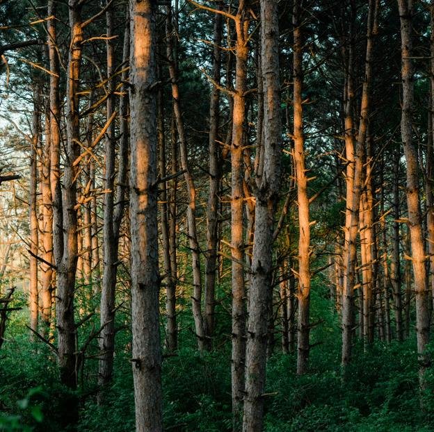 Une forêt de Minneapolis comme dans laquelle ils entrent dans le silence de la rue, de l'ambre et de la forêt de lys.