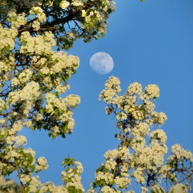 Luna pleine de fleurs. 