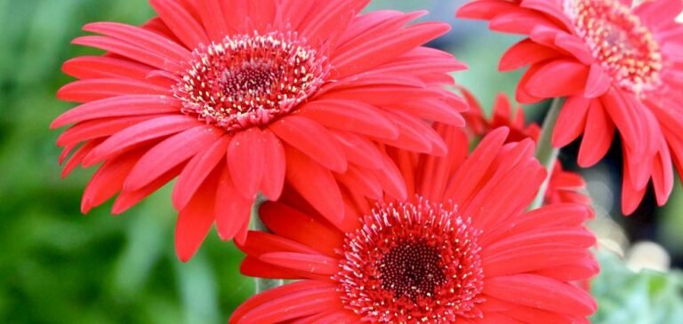Comment prendre soin de la Gerbera, la margarita africaine qui remplira votre jardin de fleurs cet été