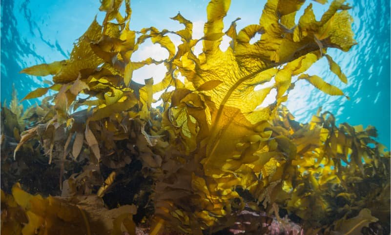 Undaria Selon flottant dans l'océan