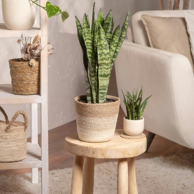 Mère -in -law ou Sansevieria, la plante intérieure qui purifie l'air, attire la bonne chance et est très facile à prendre en charge 