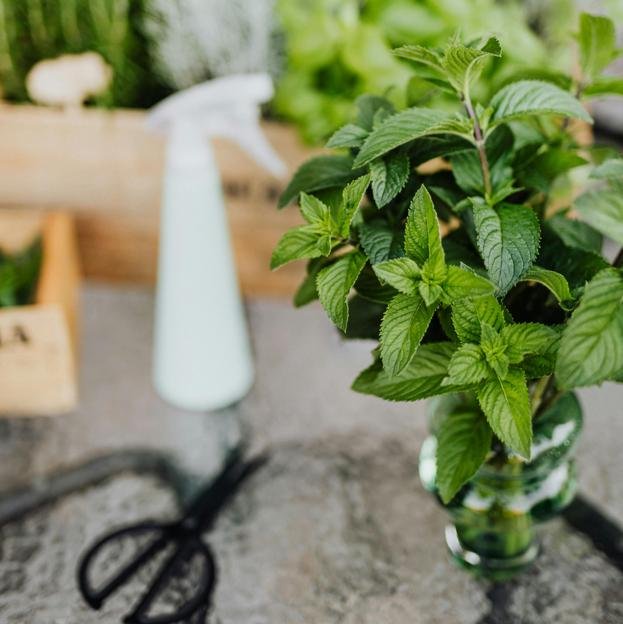 Pourquoi vous devez planter la menthe chez vous pour avoir de la chance: anti-manneurs, facile à prendre en charge et avec des avantages sains