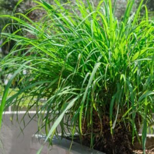 Citronela, la meilleure plante anti-home: remèdes à la maison aux insectes d’été