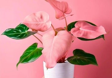 La plante intérieure rose qui vous apportera bonne chance cet été, selon Feng Shui