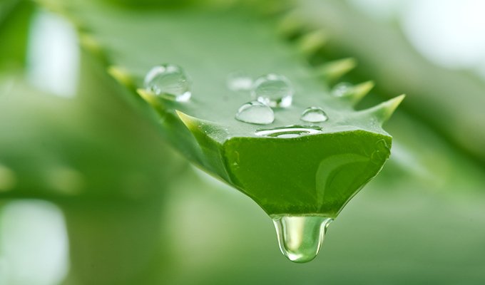 10 avantages de l'aloe vera et pourquoi il se trouve dans tant de produits Yon-Ka