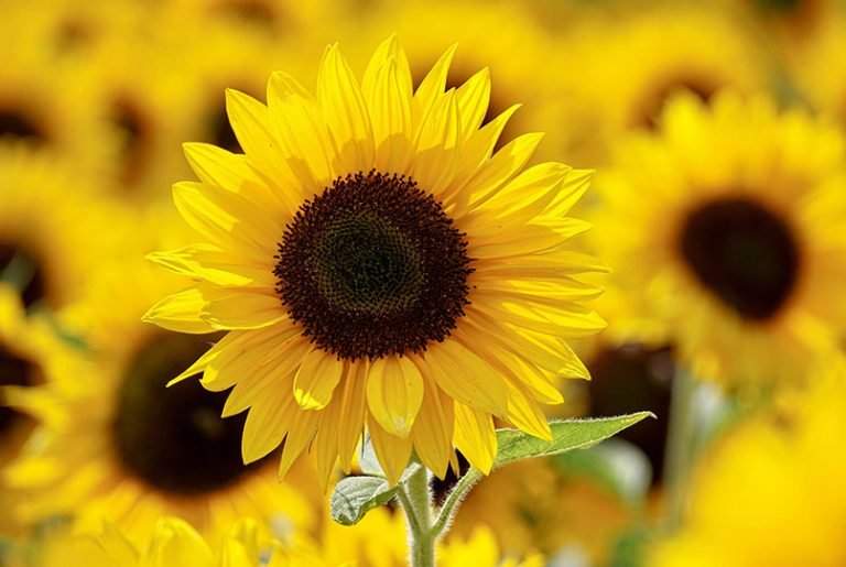 8 avantages de l’huile de tournesol sur la peau et pourquoi vous la trouverez dans les produits populaires de Yon-Ka Paris