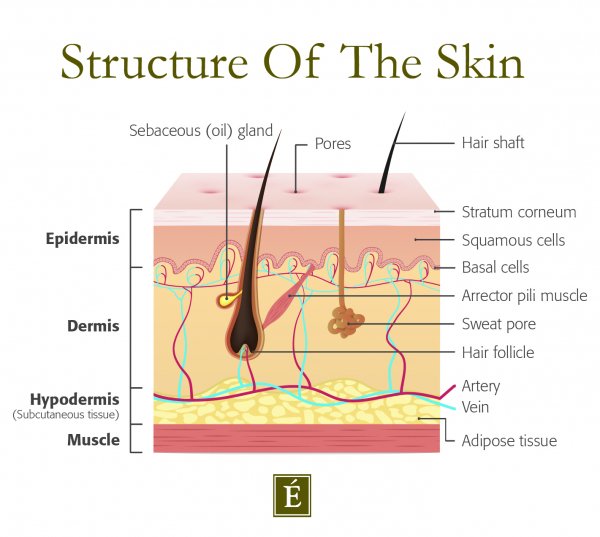 structure de la peau infographique