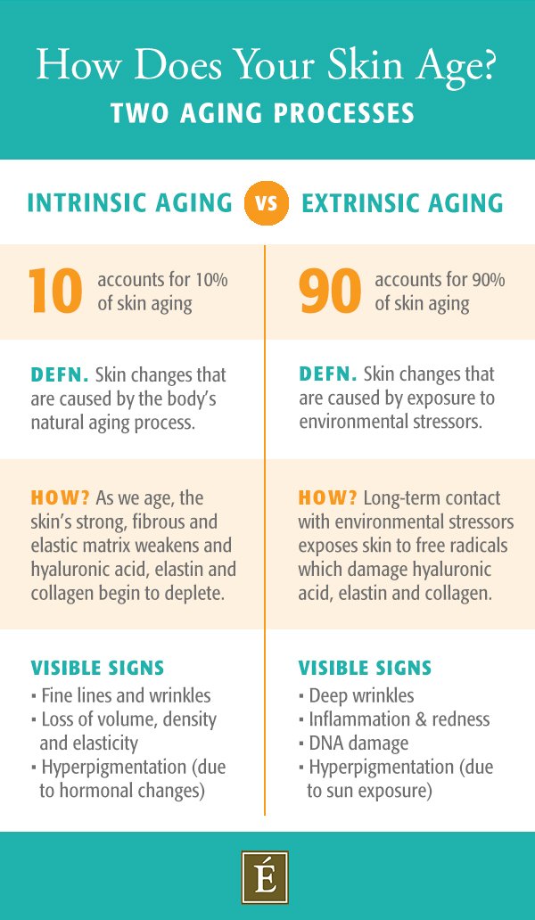 infographie sur le vieillissement intrinsèque vs extrinsèque