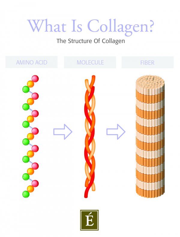 graphique de la structure du collagène