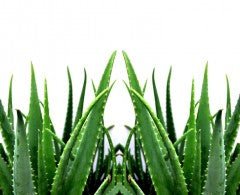 les meilleurs remèdes naturels contre les coups de soleil incluent l'aloe vera