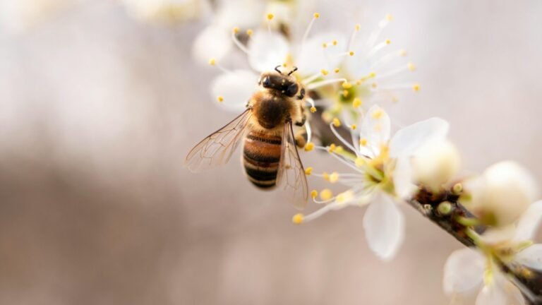 Pourquoi les abeilles doivent être protégées