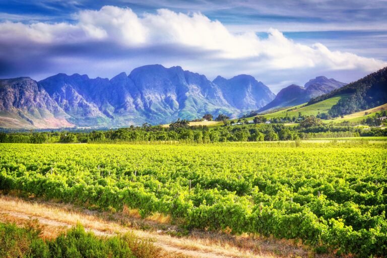 safaris, vins et hôtels sympas dans une destination africaine
